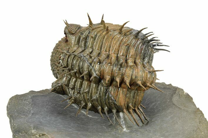 Enrolled Spiny Drotops Armatus Trilobite - Multi-Toned Shell #255441